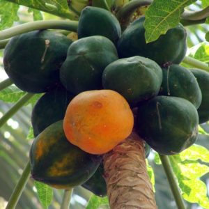 papaya, dharwad, karnataka-173660.jpg