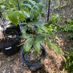 (Inga Edulis)- Ice Cream Bean Tree (5 Gallon)