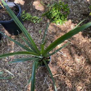 Tropic Gold Pineapple (1 Gallon)