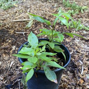 Inga Edulis- Ice Cream Bean (1 Gallon)