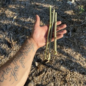 (Morus)- Pakistani Mulberry Cutting (3 Fresh Cuttings)
