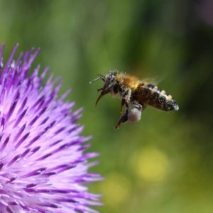 Milk Thistle Seeds (5 Grams)