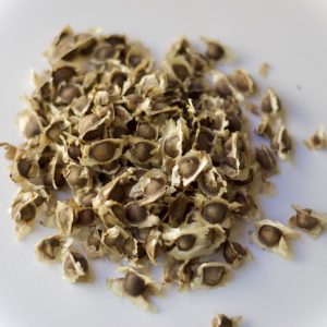 Moringa seeds (10 seeds)