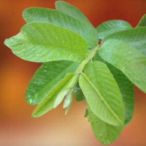 (Psidium Guajava)- Guava Leaves Dried (16oz)