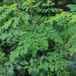 Fresh Moringa Leaves (1lb)