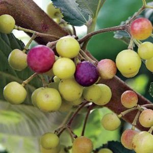 (Grewia asiatica)- Sherbet Berry (2 Seeds)